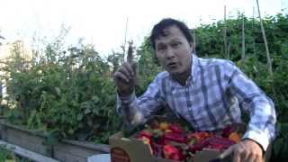 Organic Pest Control - End Problems with Bugs Forever in Your Garden