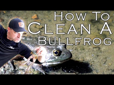 How to clean a frog! Easy way to skin & process a bullfrog! Ready to cook in seconds!
