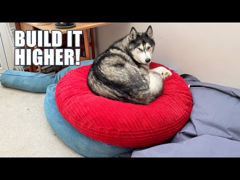 Greedy Husky Won’t Share His Beanbag Tower!