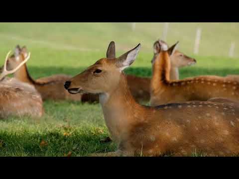Beautiful deer | baby deer | wildlife in the forest | best video for all time