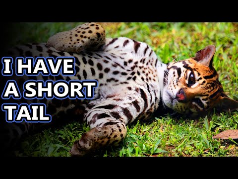What does an ocelot cat look like?