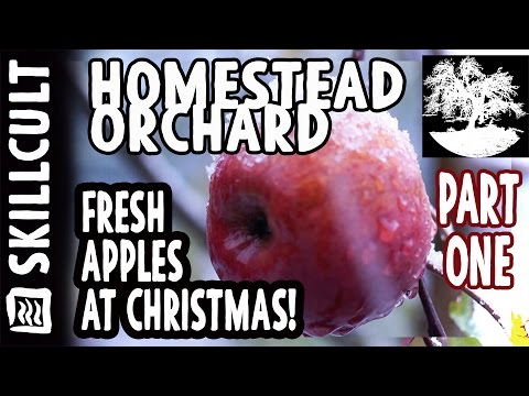 download lagu mp3 mp4 Cherry Dessert Codycross, download lagu Cherry Dessert Codycross gratis, unduh video klip Cherry Dessert Codycross