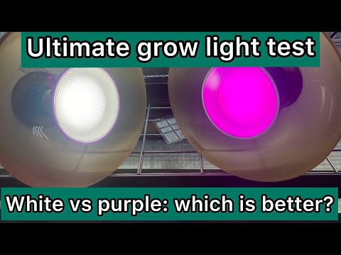 Ultimate grow light test. White vs purple which grow light is better?
