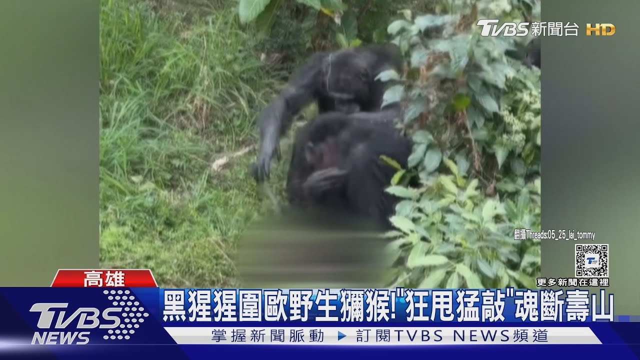 野生猴誤闖壽山動園黑猩猩區 慘遭圍毆致死