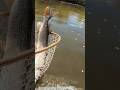 Video Thumbnail for Pike DON’T Fit In NET!