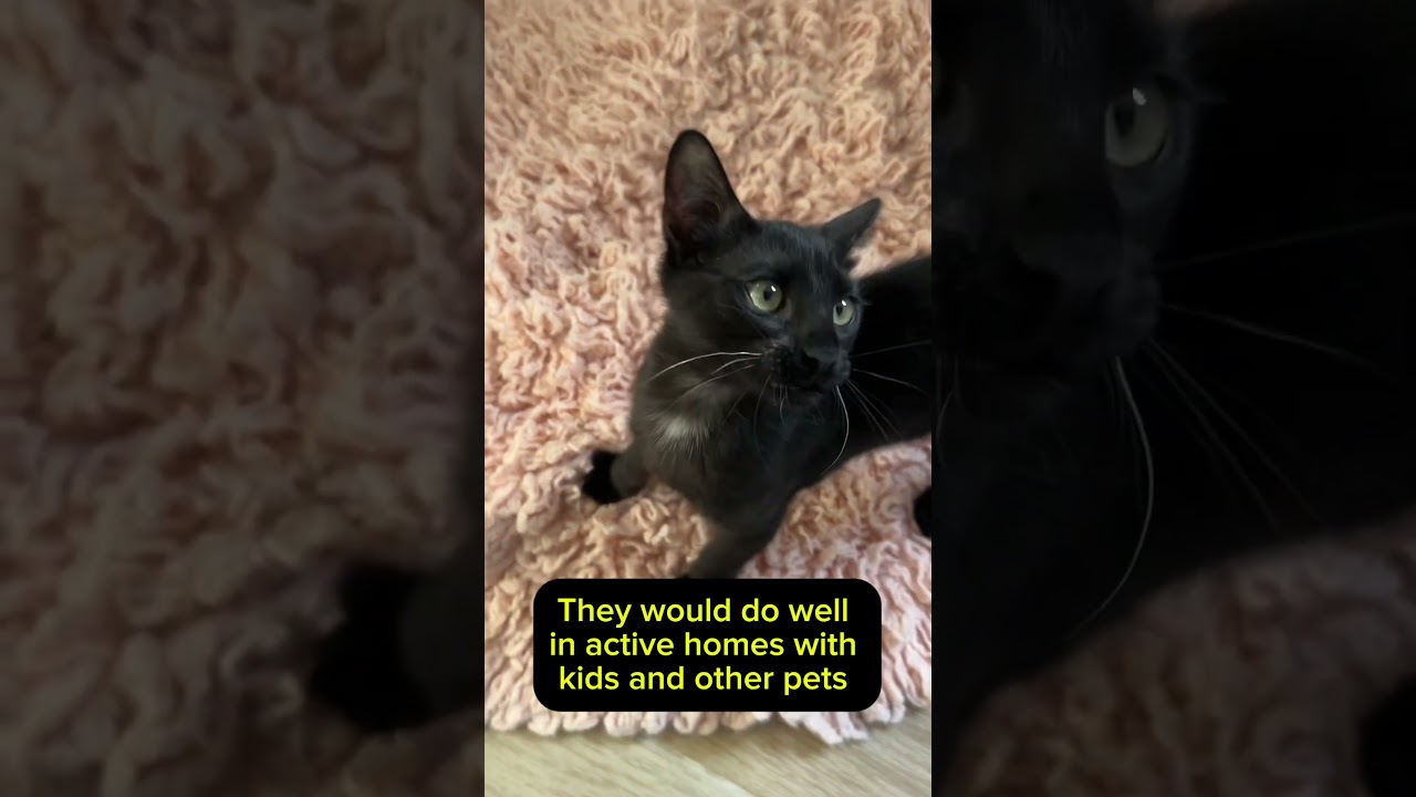 DAX (NEEDIEST kitten EVER) *watch video , a ADOPTABLE Domestic Short Hair in Port Orange, FL video 1/6