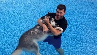 Husky Water Therapy Our Miracle Dog Cure!
