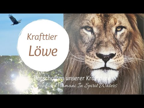 Krafttier Löwe 🌎 Botschaften unserer Krafttiere von Sophia Mamani In Spirit Waters