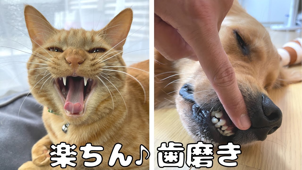 歯磨きが劇的に楽になる方法がこちら♪