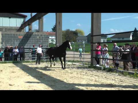 Sonnenfinsternis, Stute, *2011, von Stoiber SN - Donnerhall