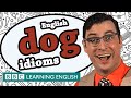 Idioms connected with dogs (BBC Learning English)