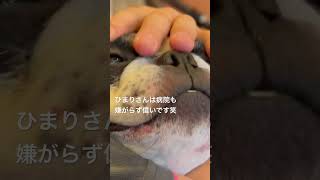 フレブルと病院へ🏥 #vlog #フレンチブルドッグ #frenchie #フレブル #病院 　　　　　　　"Going to the hospital with the Frenchie"