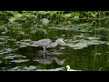Blue Heron Eating Snake