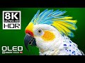 Most Beautiful 8K 120 FPS HDR Video Dolby Vision 8k Hdr