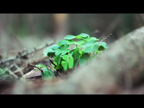 Bieszczadzkie anioły - SDM [cover]