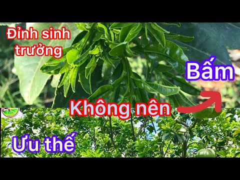 Thời điểm thích hợp bấm cành cho bưởi ra hoa