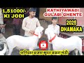Saniwari Bazaar Surat Bakra Mandi 1 51 Lakh K Kathiyawadi Ghente Ki Jodi Anzi Aqwa