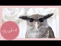 OWL CHANDELIER Malay Eagle Owl Name Mr PRESIDENT