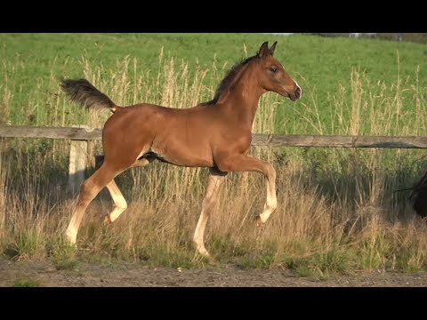 *2021 Hengst von Dynamic Dream - Dimaggio SOLD!!!