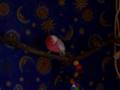 Elmo The Galah Dancing Hard Out