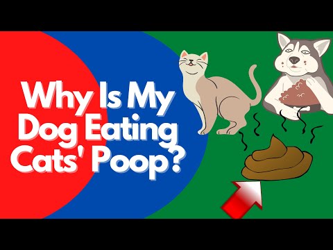Why is my dog eating cat poop?