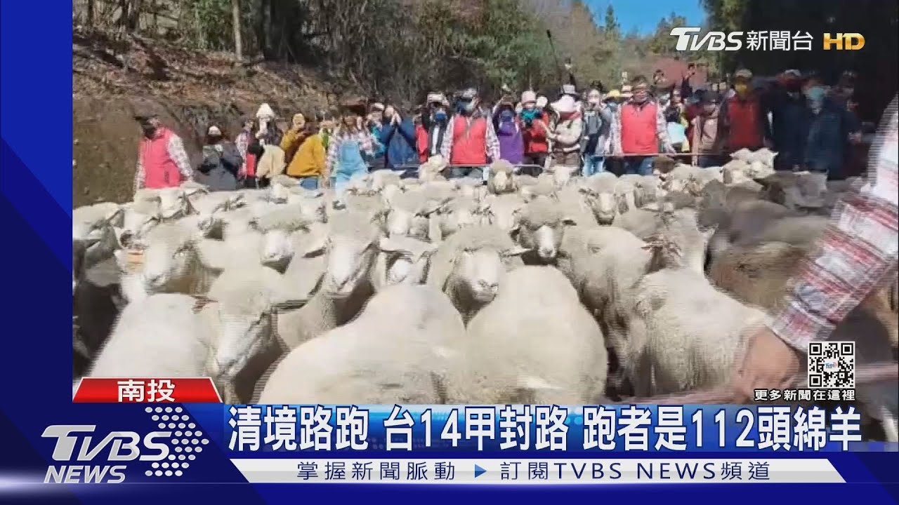 清境路跑!台14甲封路 跑者是112頭綿羊