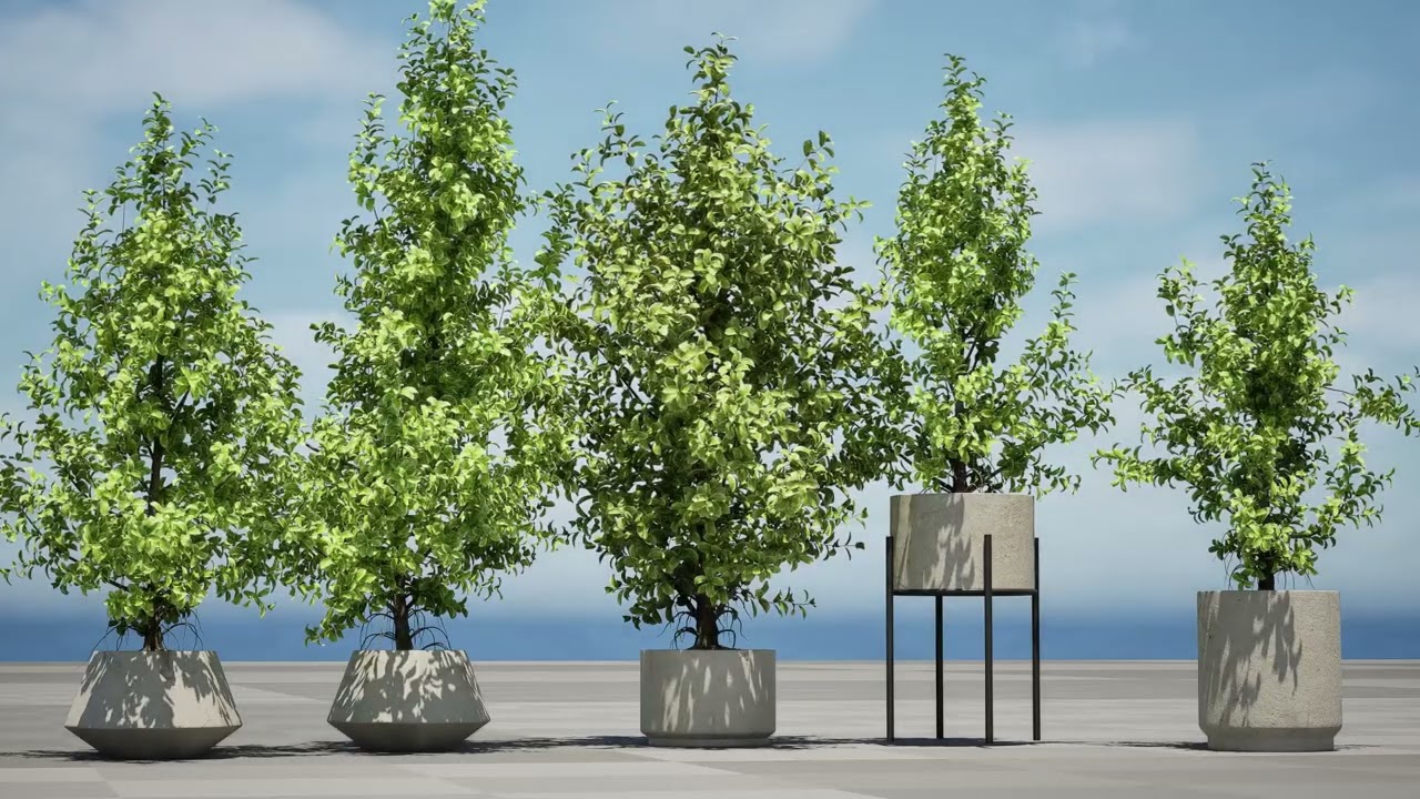 Ficus Driehoek Variegata 3D Model