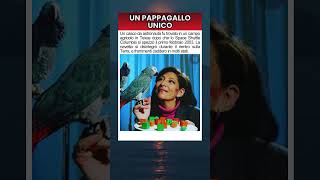 Il pappagallo che capiva davvero