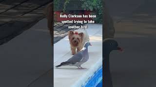 Birds everywhere are in danger 🤣🤣 #kellyclarkson #NYC #birds #artofplay #funny #meme
