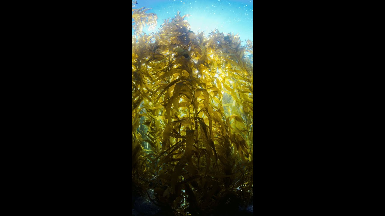 What does a kelp forest sound like?