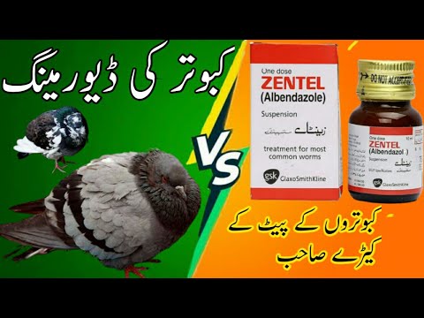 pigeons Deworming kabootar k pait k keroo ka ilaaj || sokre se mehfooz