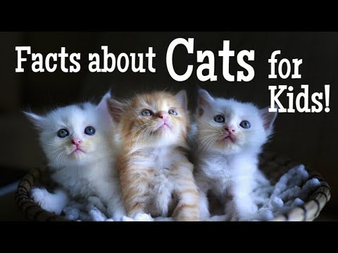 Facts about Cats for Kids | Classroom Learning Video