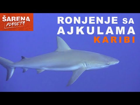 Andrija Jurašin  -  RONJENJE SA AJKULAMA, KARIBI