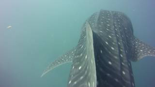 preview picture of video 'Diving with whale sharks Gorontalo'