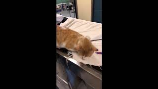 Love cats? Write an essay and win ownership of one that survived being shot by arrow