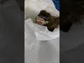 Hungry sparrow