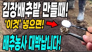 배추밭만들때 이것 꼭 넣어야 배추농사 대박납니다! 벌레걱정없이 키우는 방법