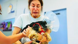 OUR PUPPY'S OPERATION w/the Norris Nuts