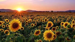 Siembra El Amor - Maná