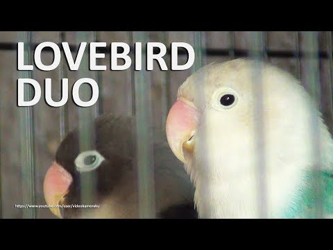 2 Hour of Lovebirds Chirping and Singing Sounds