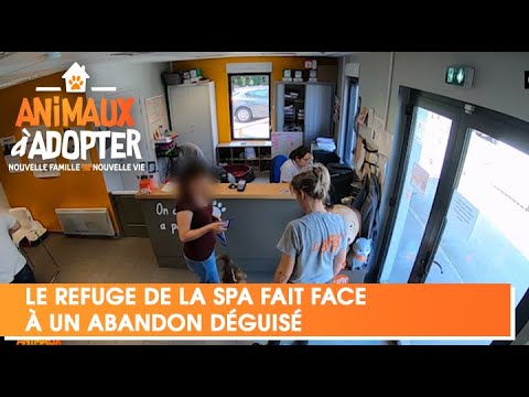 The animal shelter is facing a case of disguised abandonment - Animals for Adoption