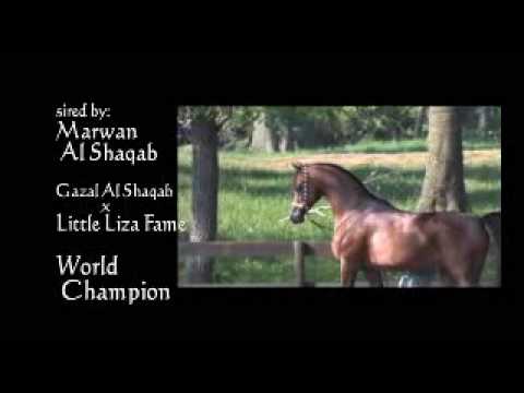 Heir of Marwan
