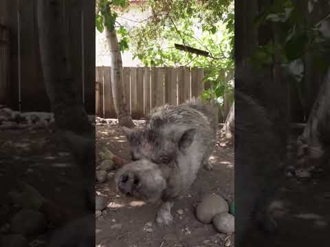 動物將在未來的實驗室培植的肉類中扮演什麼角色？#短褲 (Where will animals fit into the future of lab-grown meat? #shorts)