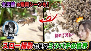 【昆虫スロー】ニホンミツバチの分蜂をスロー映像で撮ってもらった！Tokyo Bug Boys × 週末養蜂！