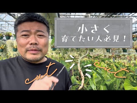 アイビーを正しく切る: これが仕組みです 植物