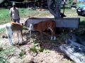 Hasil Inseminasi Buatan IB Sapi Bali dengan Sapi Limousin dan Simental di Mansapa Nunukan