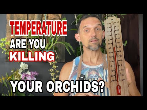 HOT or COLD? The Truth About Orchid Temperature Tolerance!