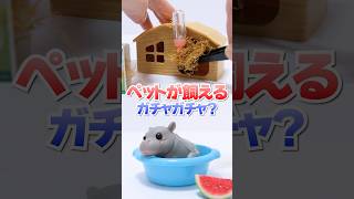 草で部屋作り😱1800円の高級ガチャガチャのペットがリアルすぎた🔥#Shorts #ガチャガチャ #blindbox #animal #動物