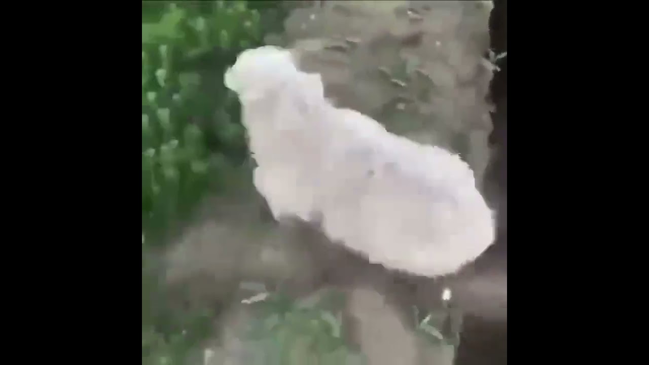 歴史は繰り返す。#shorts