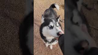 Video preview image #1 Siberian Husky Puppy For Sale in Cedar Crest, NM, USA